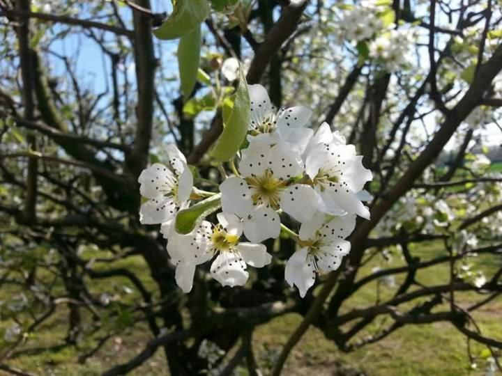 Azienda Agrituristica Scotti Somma Lombardo Zewnętrze zdjęcie